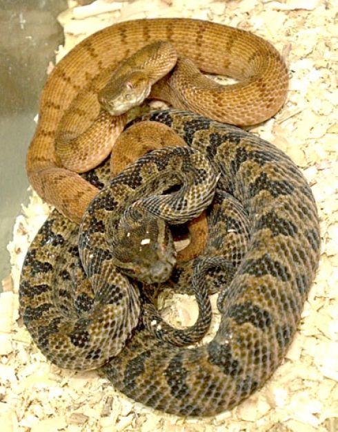 snakes.jpg
