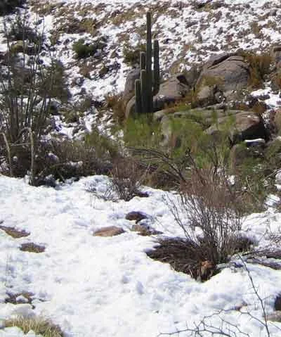 Snow-on-Saguaros.webp