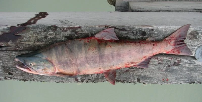 Sockeye.webp