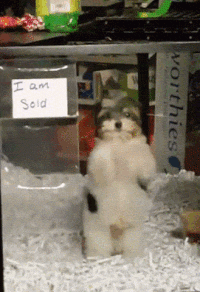 solddogdancing.gif