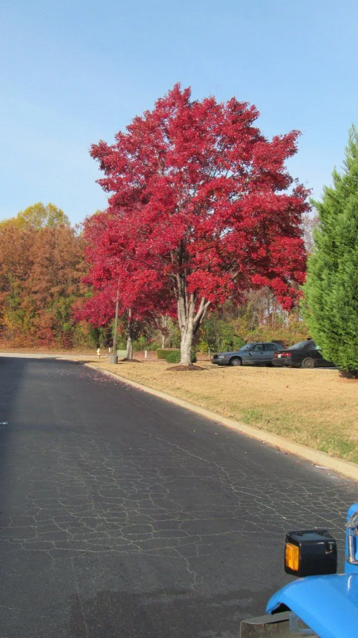 Somewhere in Ga. - I don't remember--.webp