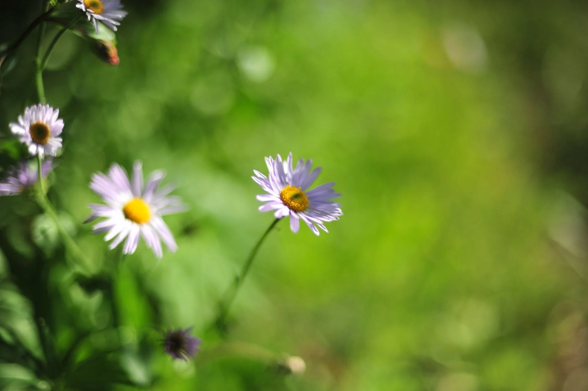 SPB_1289.webp