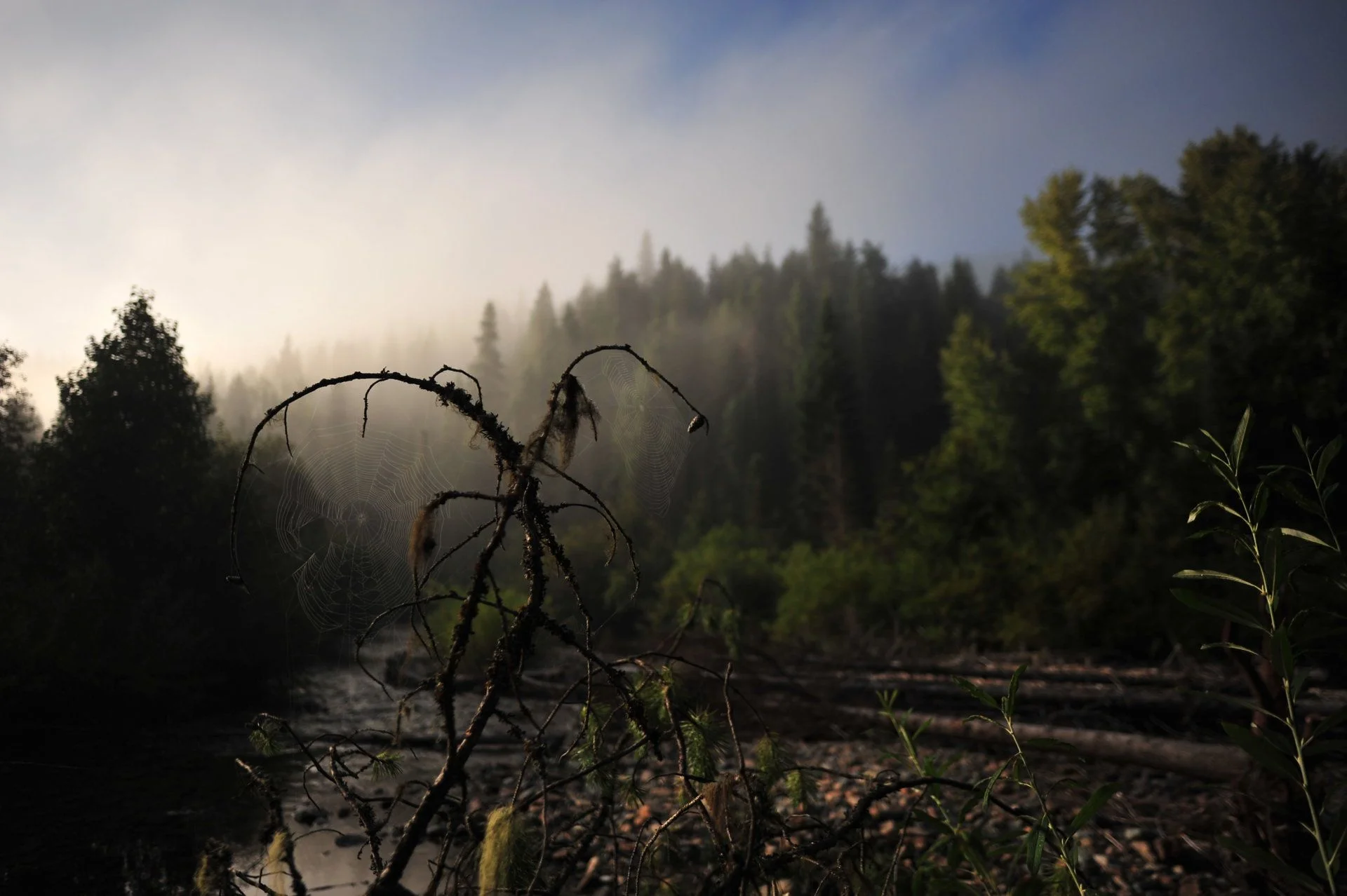 SPB_1982.webp