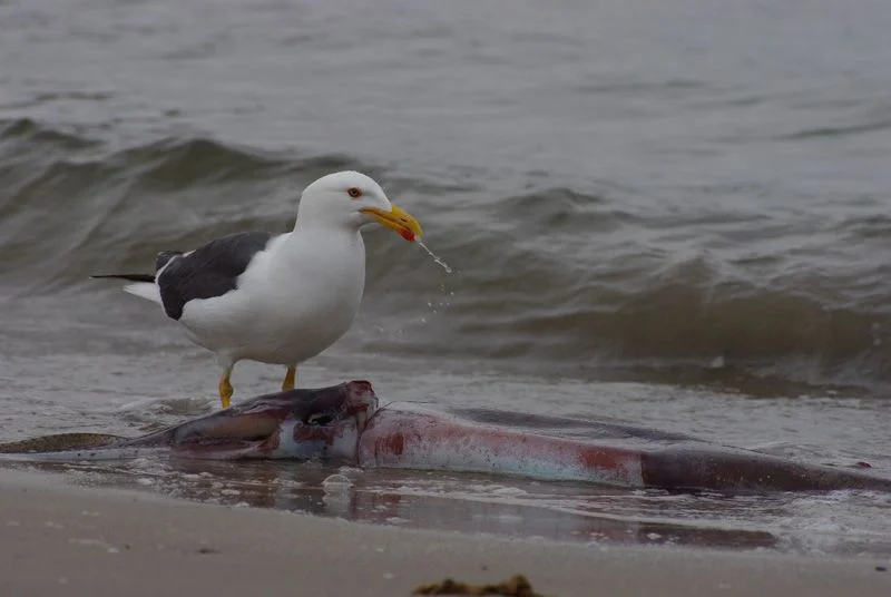 squidgull.webp