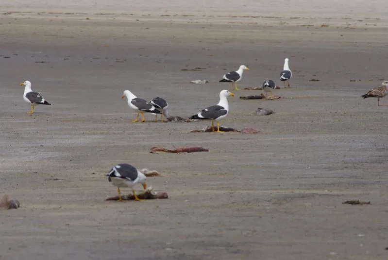 squidgulls.webp