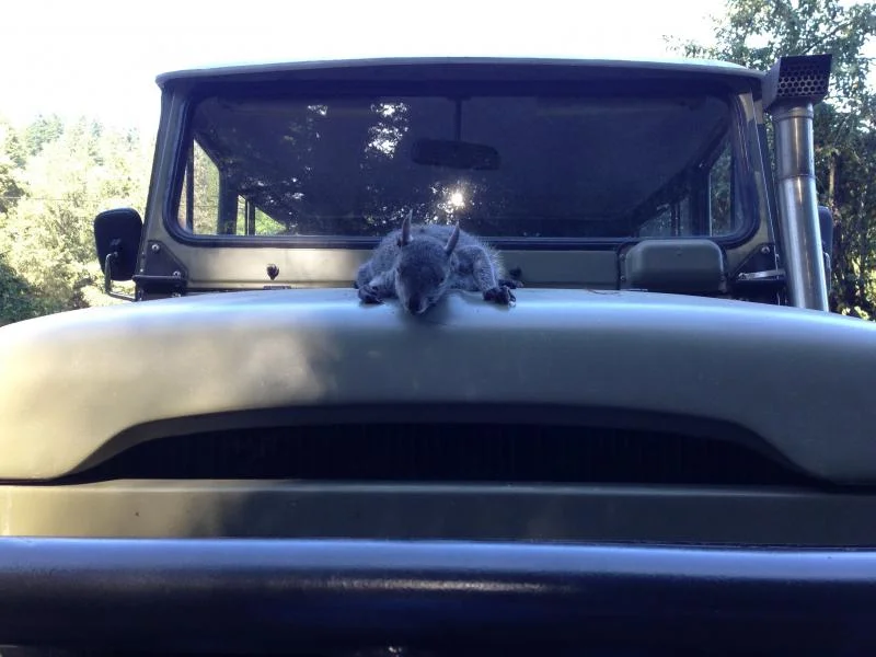 squirel.webp