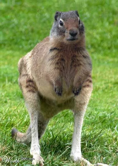 squirrel.jpg