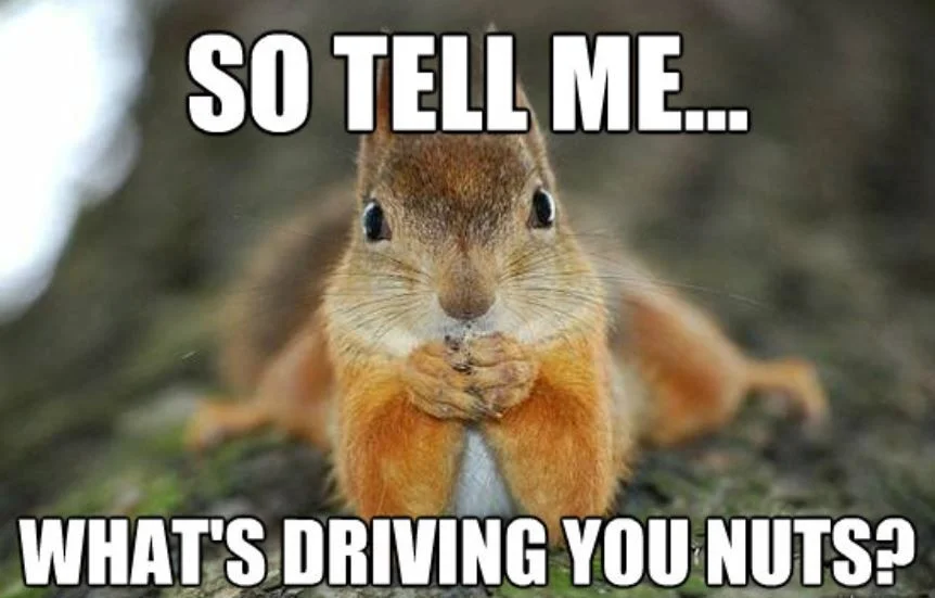 squirrel.webp