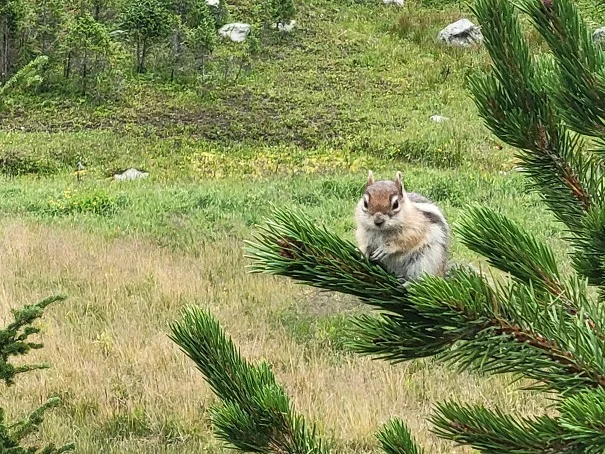 squirrel.webp