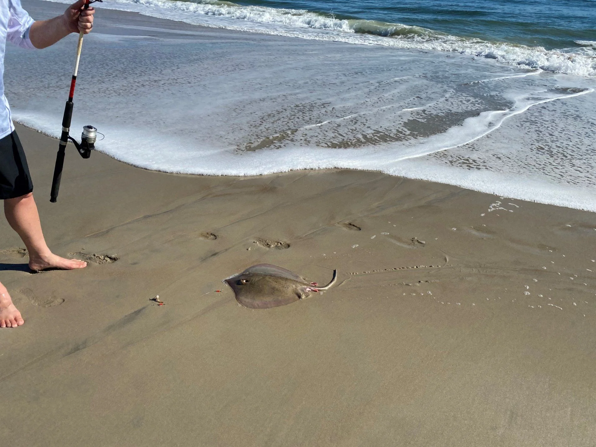 Stingray.webp