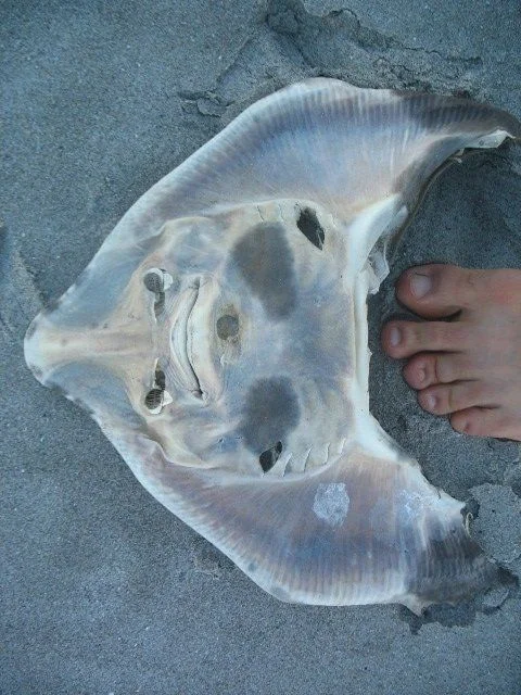 stingray.webp