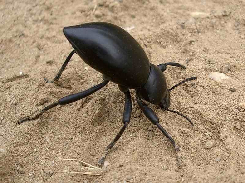 stink-bug-jpg.1360779