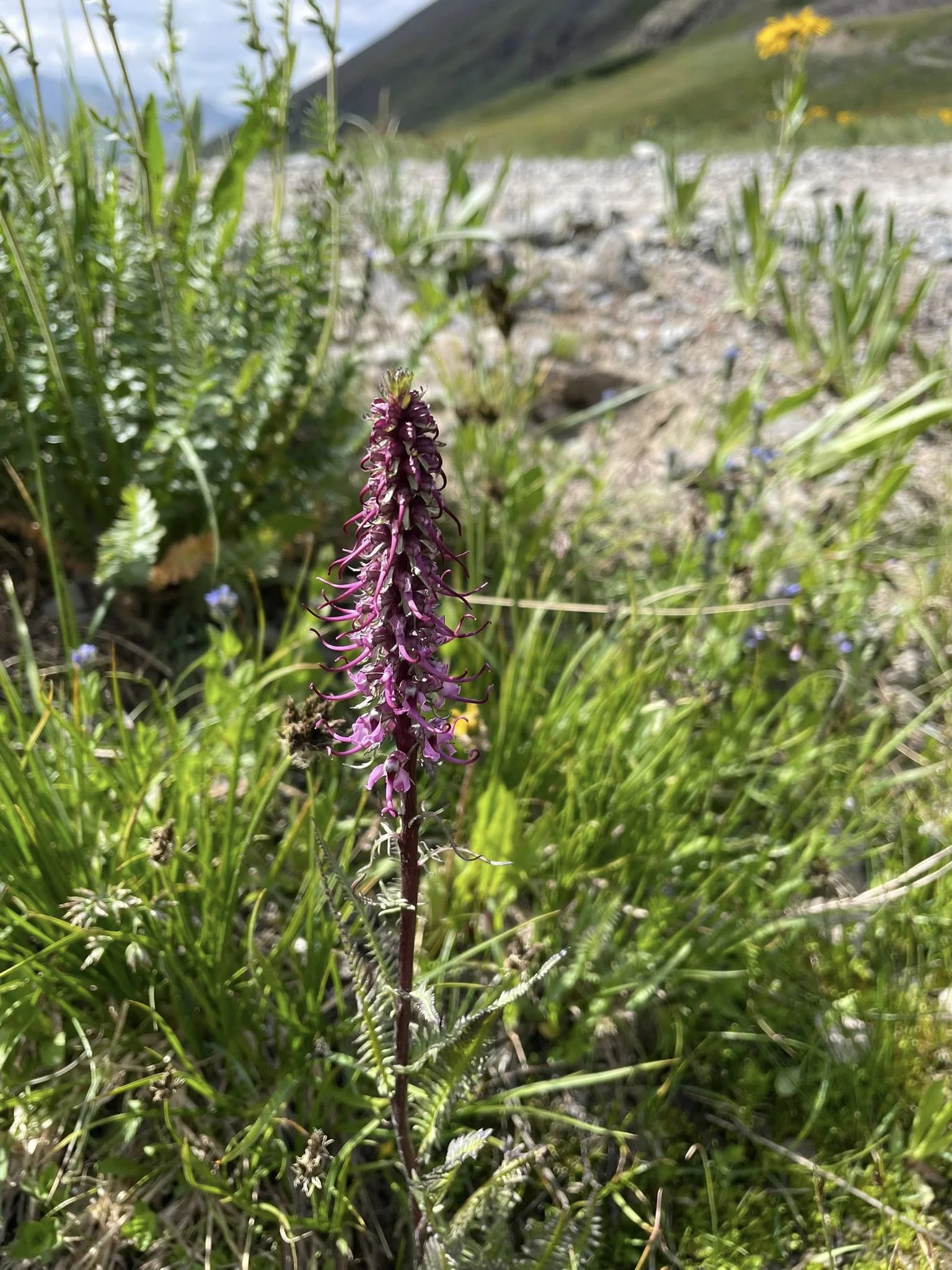 StonyFlowers5.webp