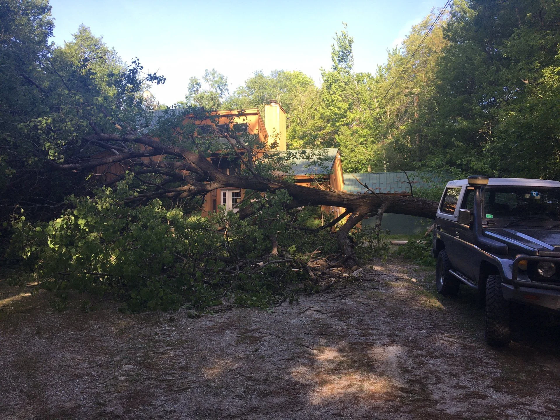 Storm downed tree copy.webp
