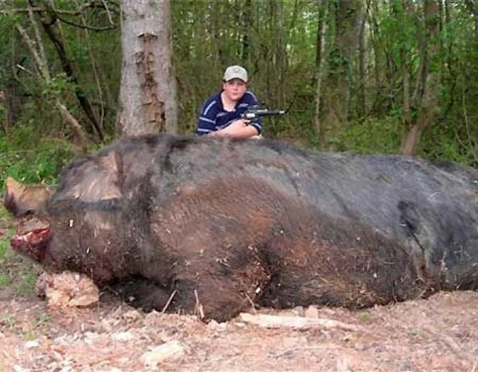 Sully's Hog.webp