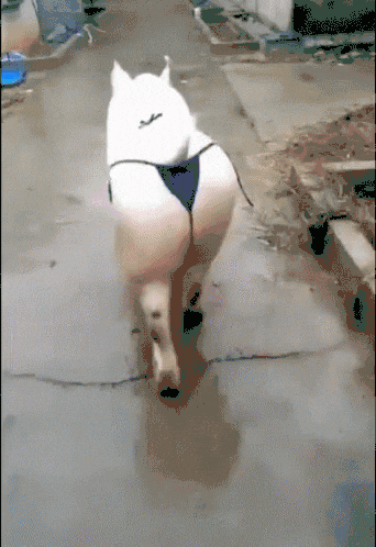 Swine swagger.gif