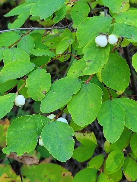symphorocarpus.jpg