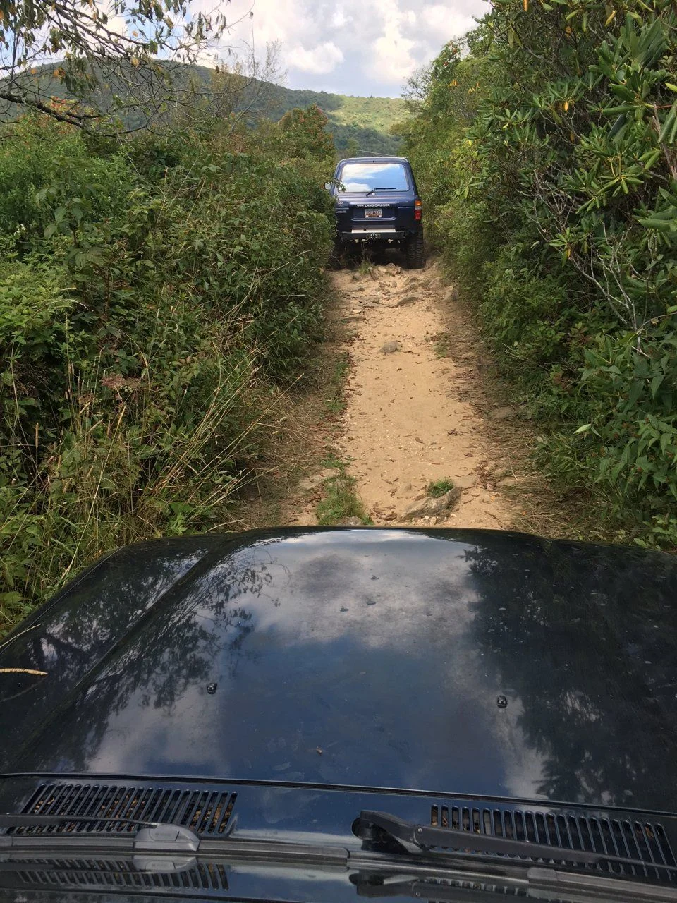 Teddy on trail.webp