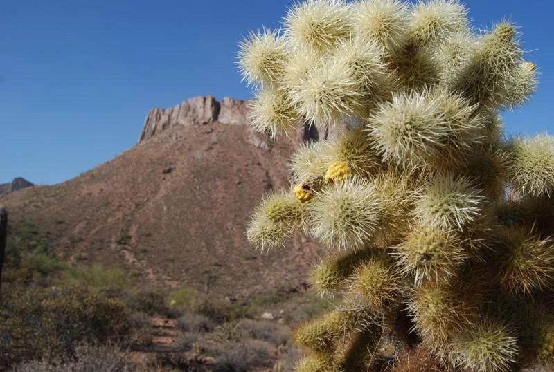 teddybear cactus.webp