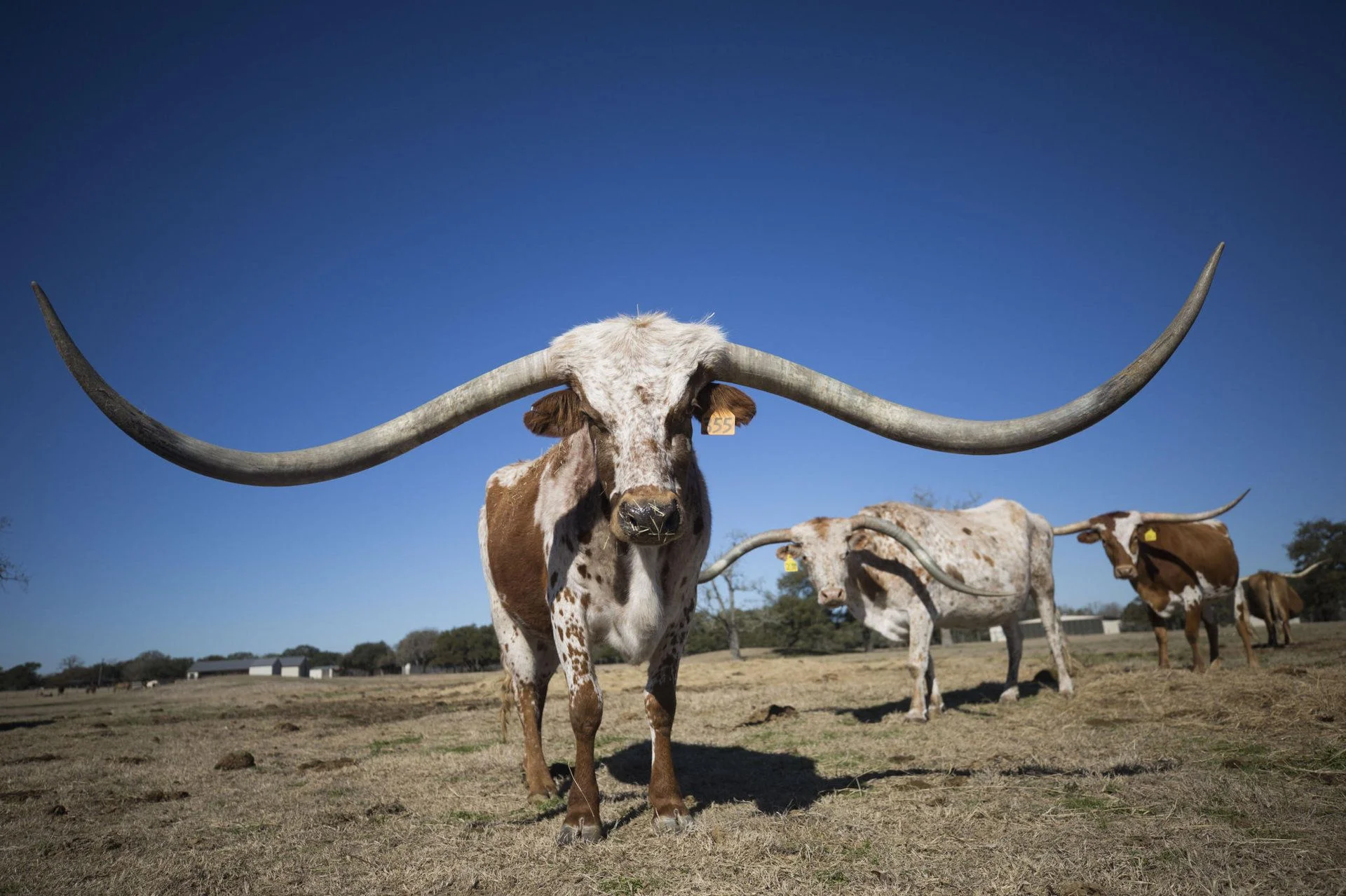 texas.webp