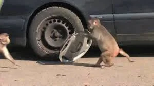 TIRES.webp
