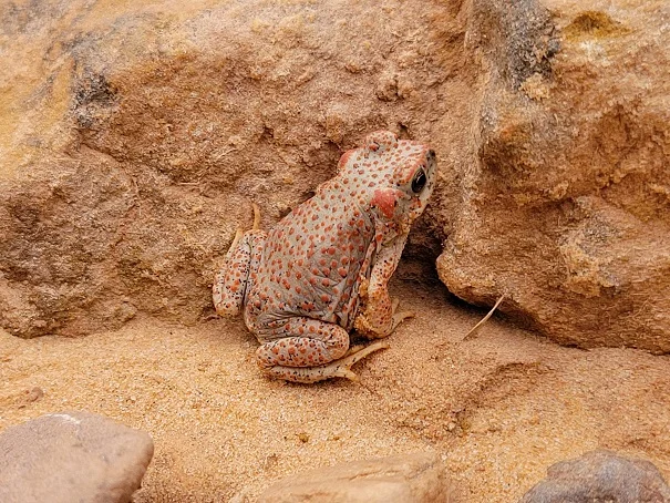 toad.jpg