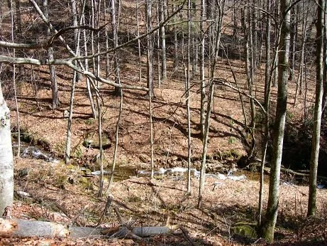 Trail3.webp