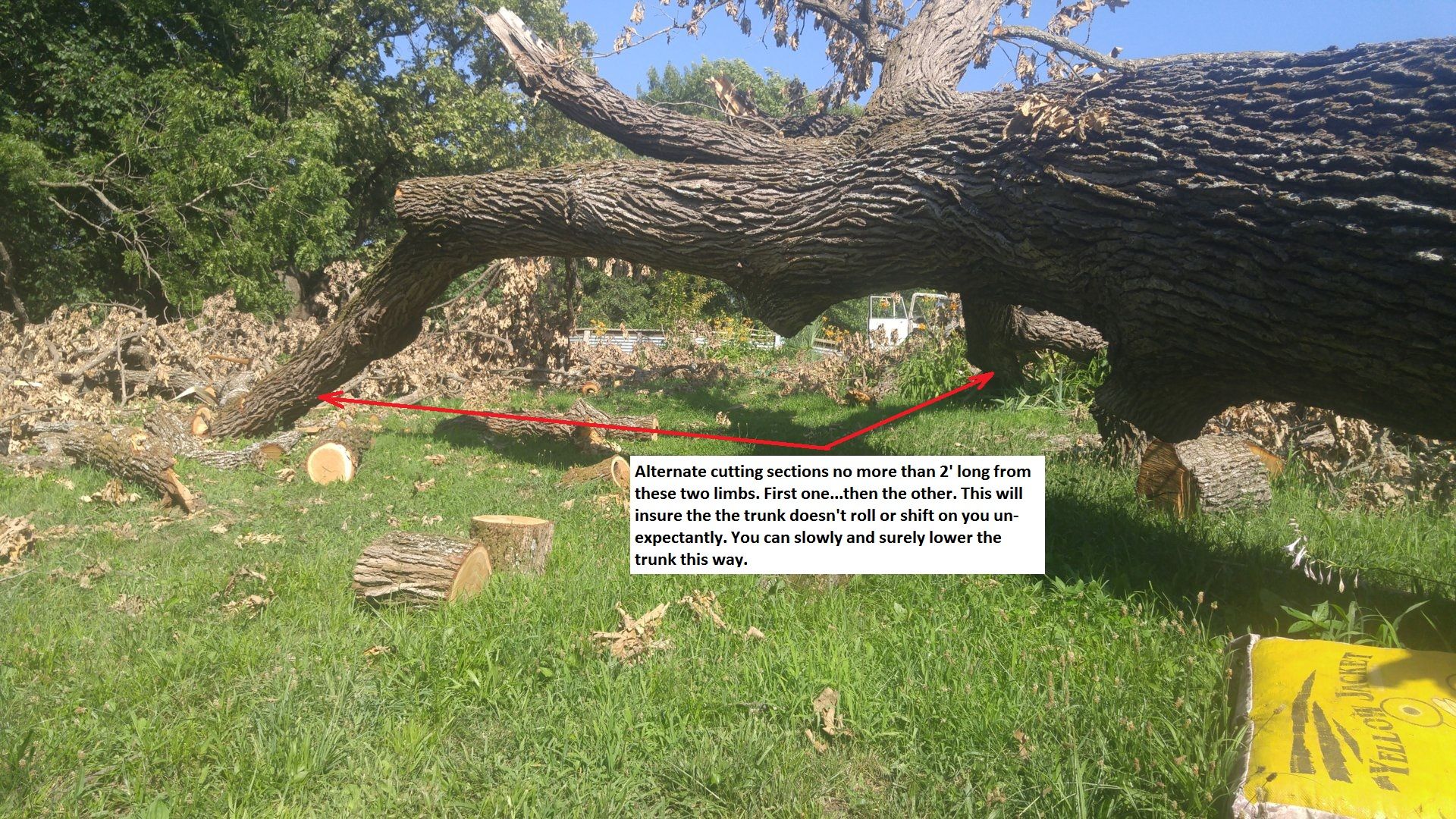 Tree down1.jpg