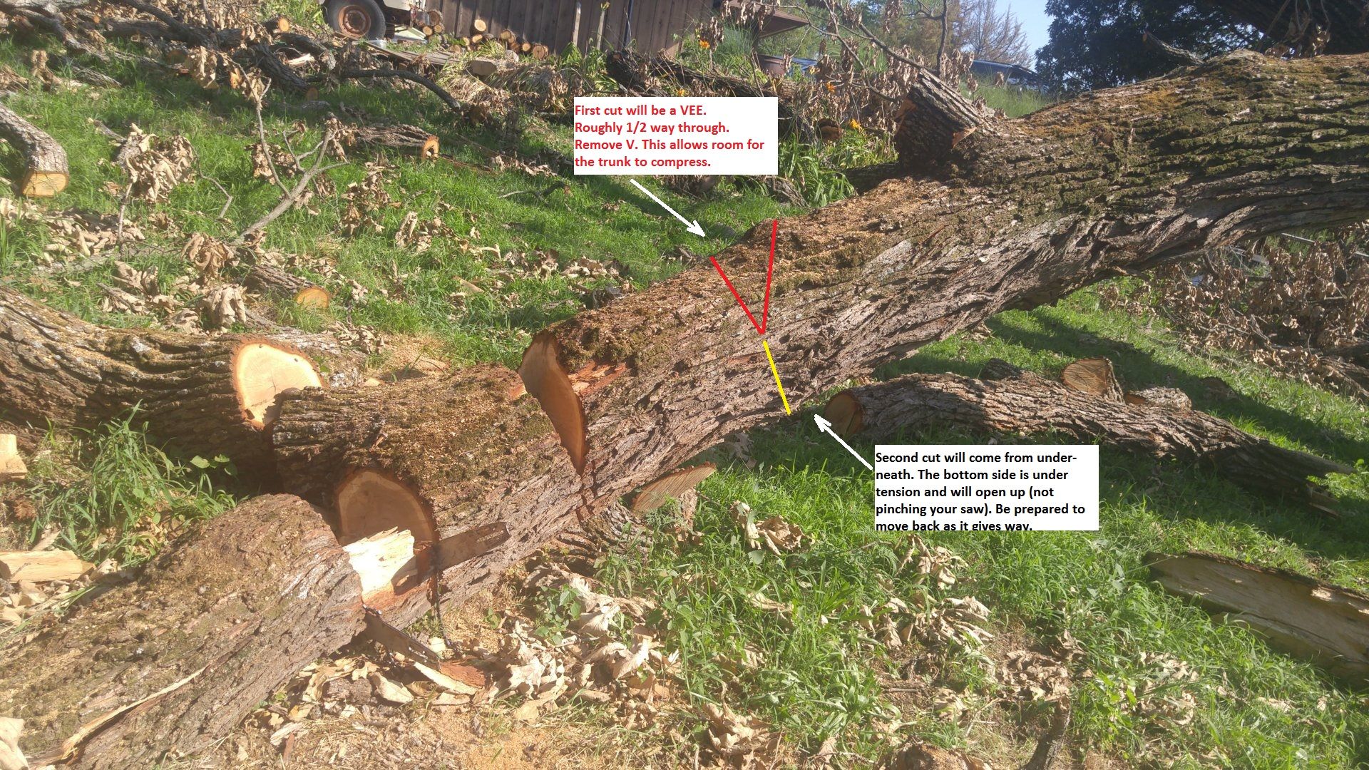 Tree down2.jpg