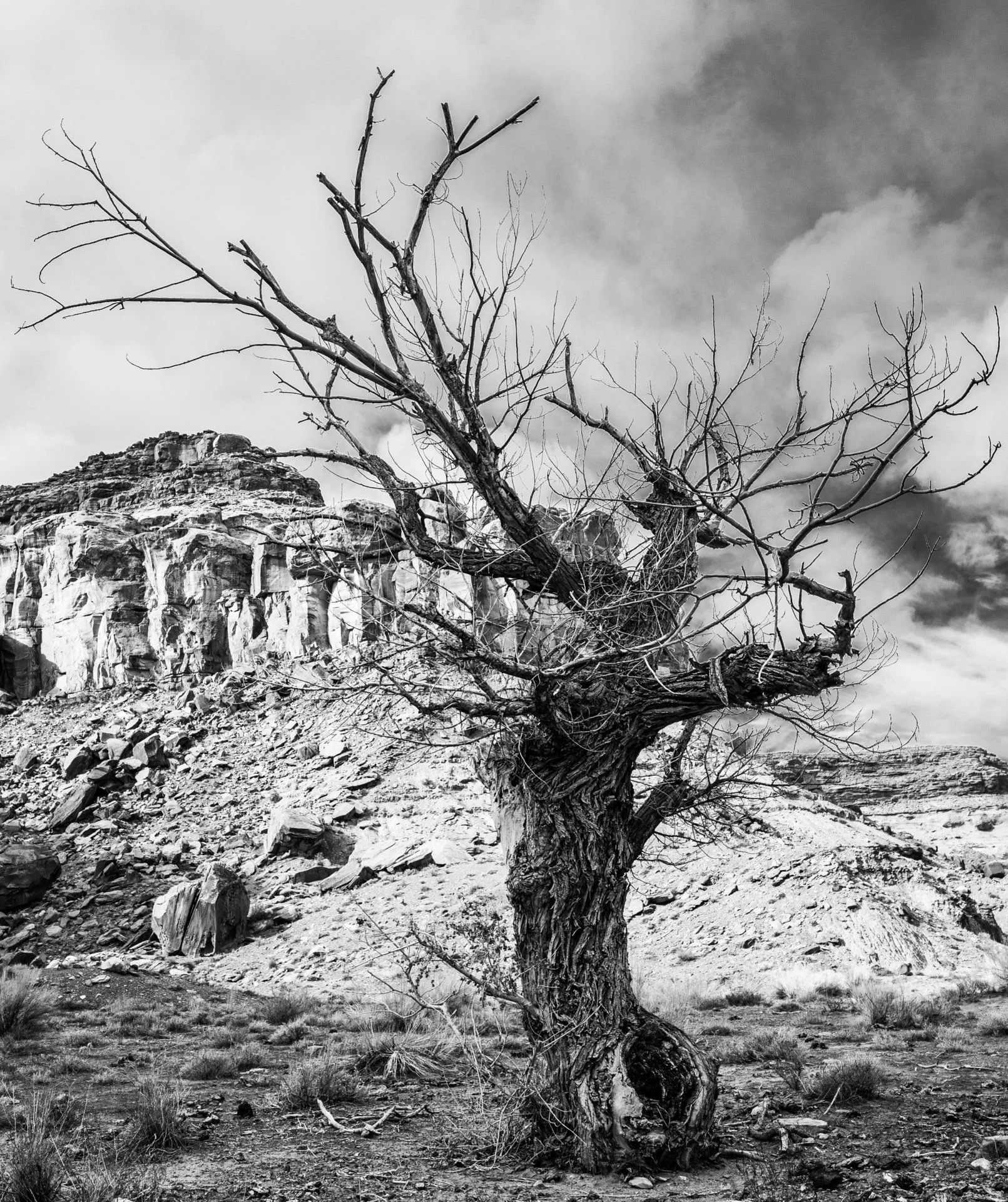 Tree.webp