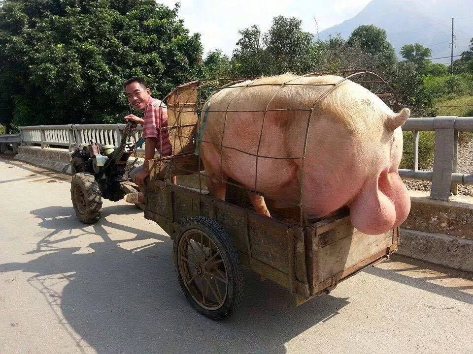 truck_nutz.webp