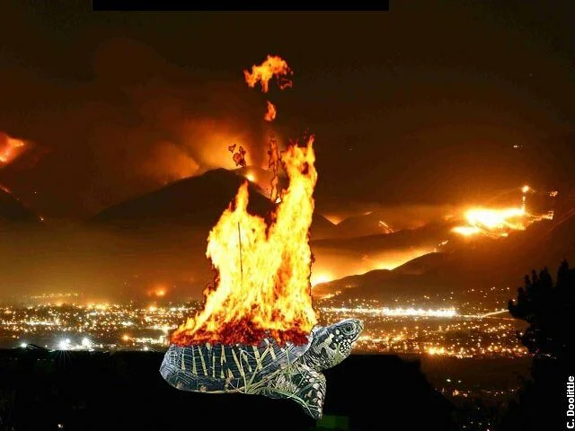 Turtle Fire.webp