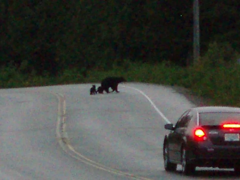 two cubs.webp