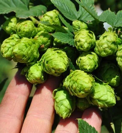 utah-hops.webp