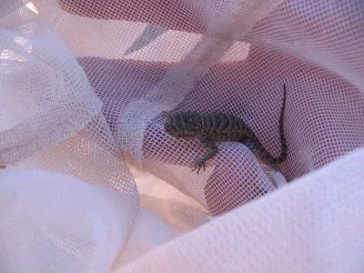 w_fence_lizard_email.webp