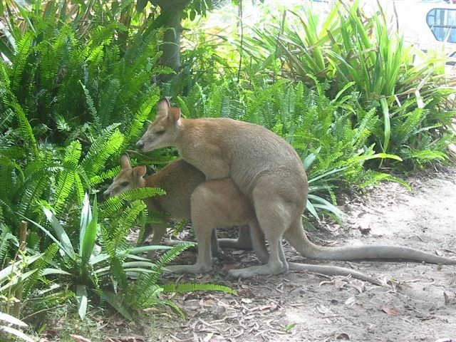 wallaby sexed.webp