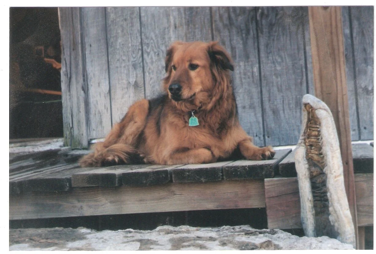 wally.webp