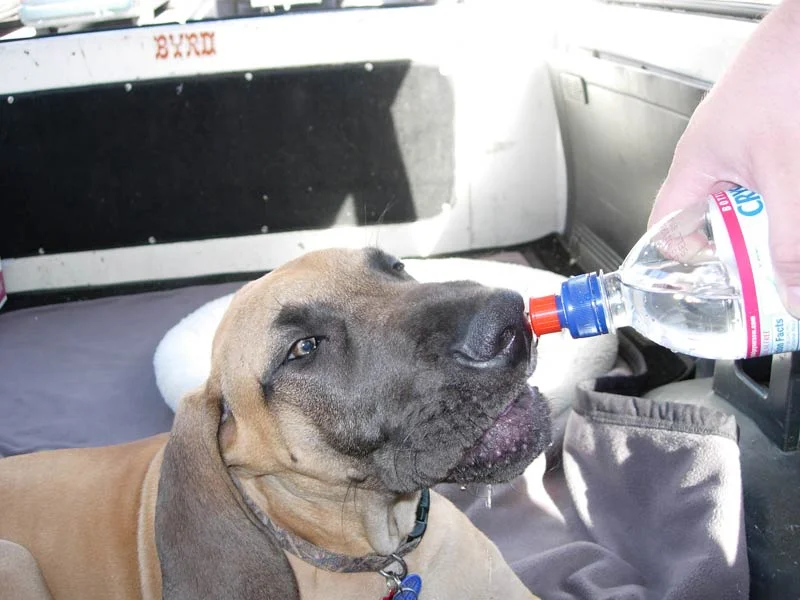 waylon55.webp