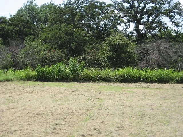Weeds on fence.jpg