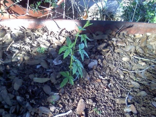 West Fork, river hops.webp
