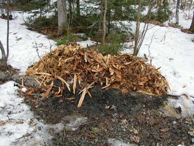 wood 4.webp