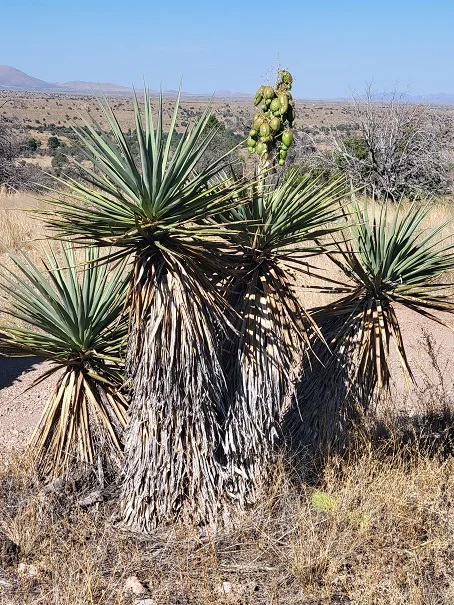 yucca.jpg