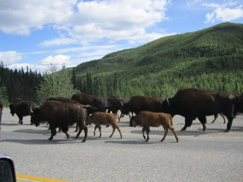 Yukon 2011 095.webp