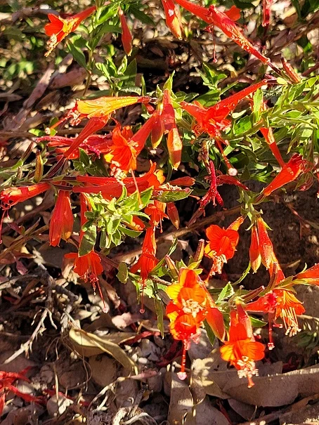 Zauschneria (1).webp