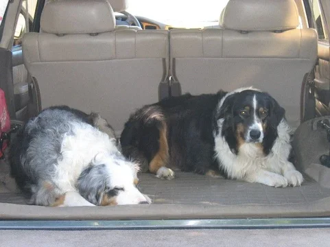BoredDogs.jpg