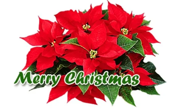 merry christmas.webp