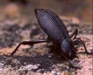 stinkbug.webp