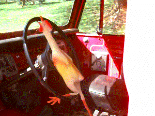 STEER2.GIF