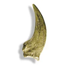 carl_VELOCIRAPTOR%20FRONT%20CLAW.webp