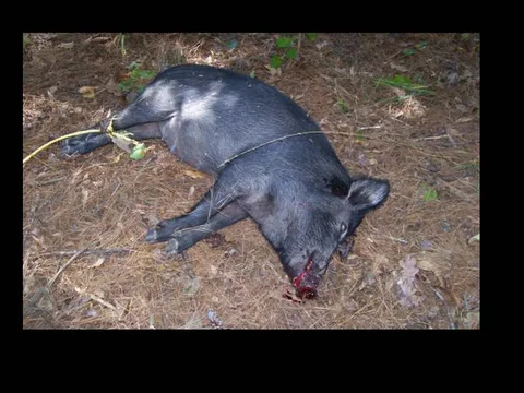 Hunting 2008 002.webp